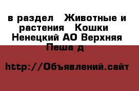  в раздел : Животные и растения » Кошки . Ненецкий АО,Верхняя Пеша д.